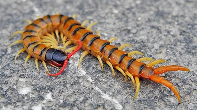 Ethmostigmus rubripes