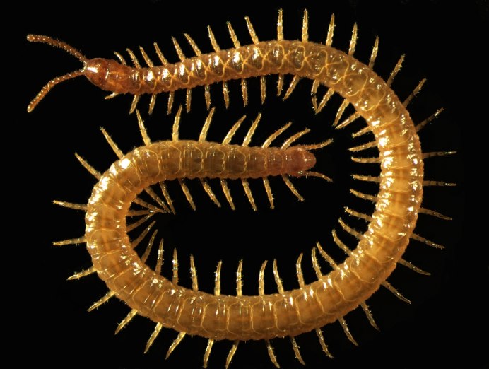 Многоножка Millipede