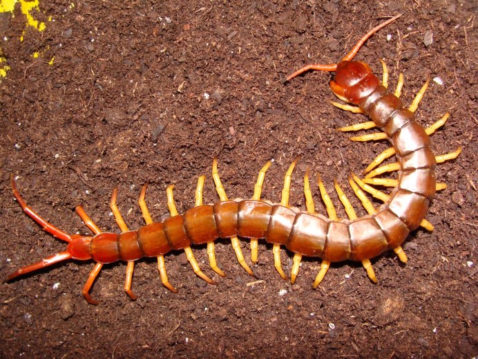 Scolopendra morsitans