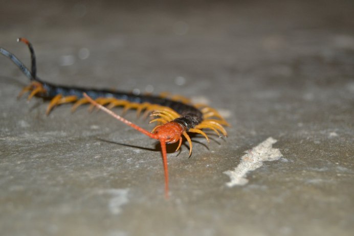 CRYPTOPS Hortensis