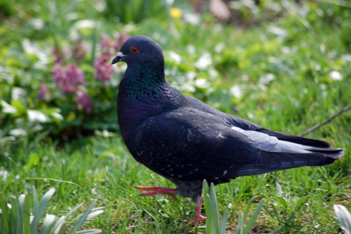 Черный голубь Columba janthina
