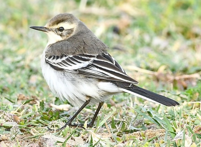 Motacilla personata