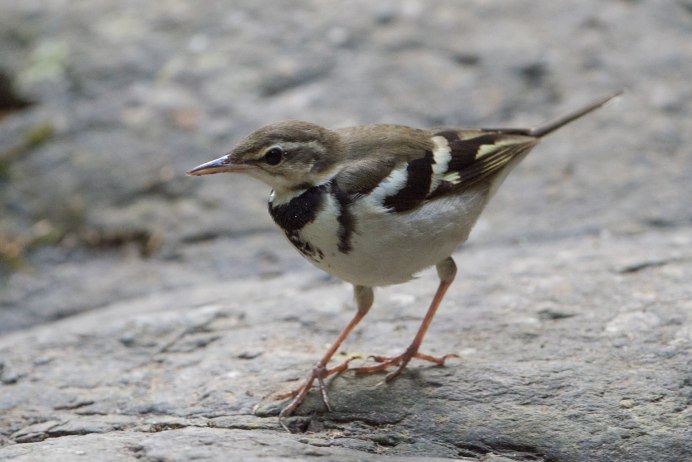 Белая трясогузка Motacilla Alba