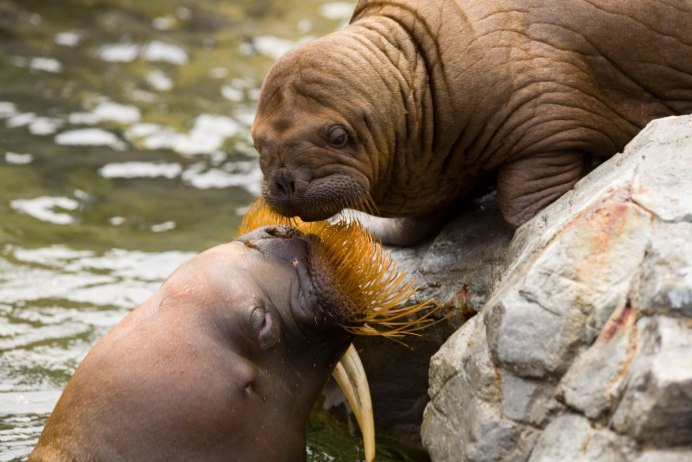 Тихоокеанский морж (Odobenus rosmarus divergens)