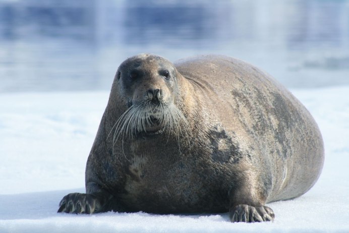 Тихоокеанский морж (Odobenus rosmarus divergens)