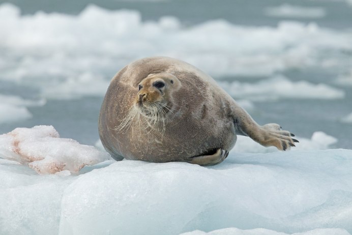 Лаптевский морж
