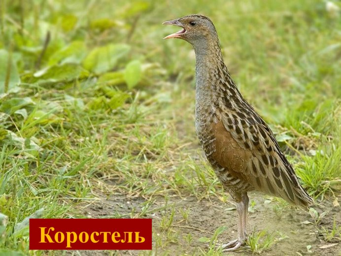 Зяблик болотный Palus Finch