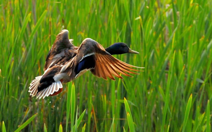Вертлявая камышевка (Acrocephalus paludicola)