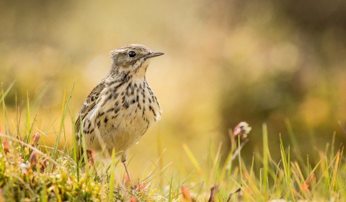Colinus virginianus