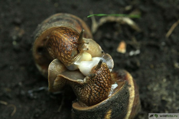 Helix lucorum martensii