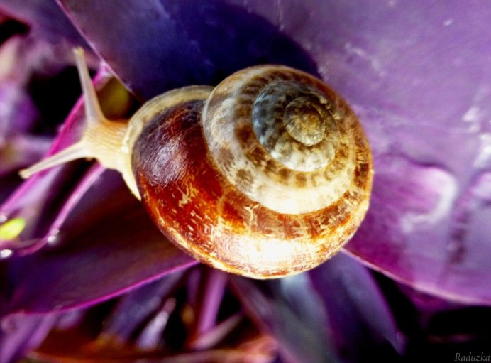 Улитка Садовая Cepaea Hortensis