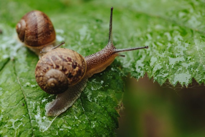 Улитка Helix vulgaris