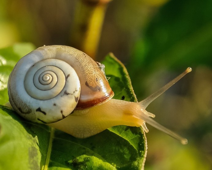 Улитки Helix lucorum