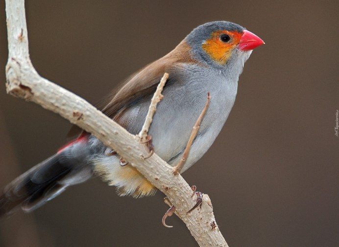 Черный Кардинал птица