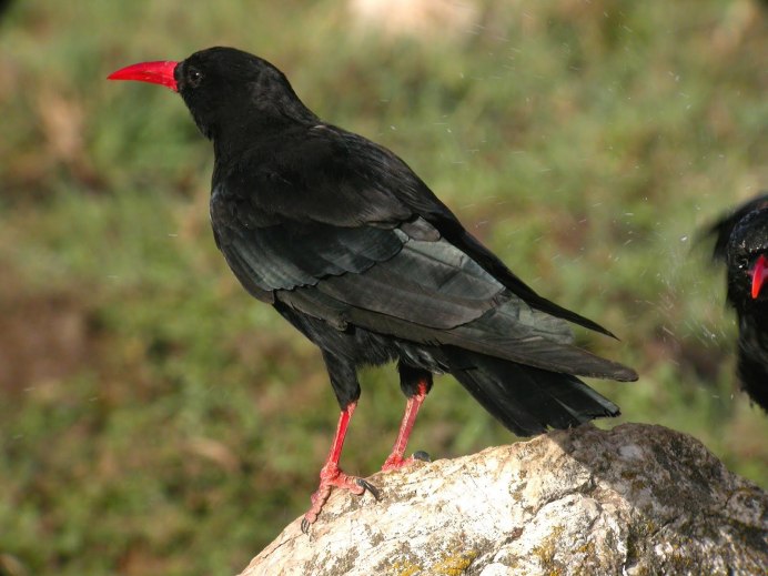 Маленькая птичка с красным клювом