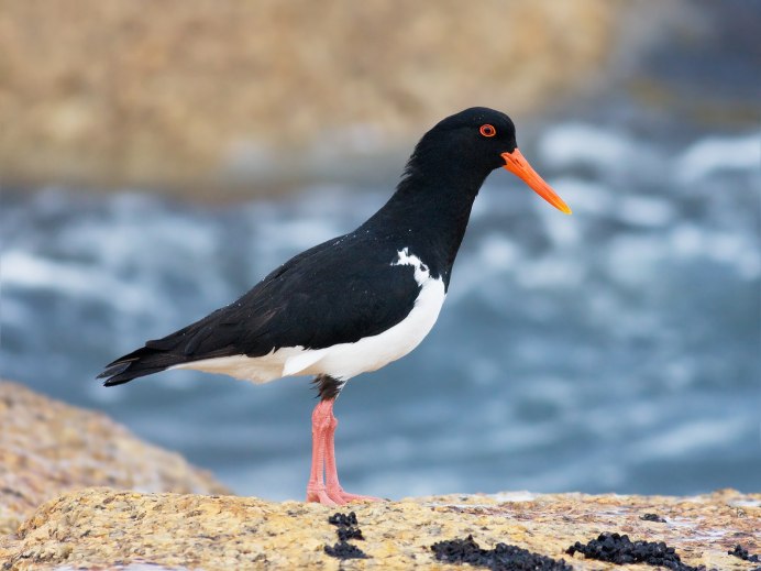 Кулик-сорока Haematopus ostralegus