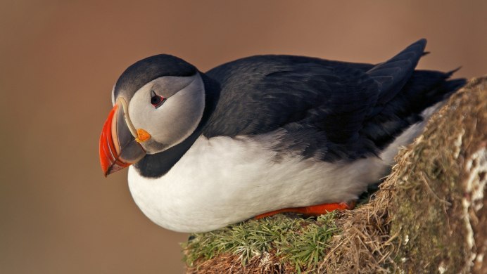 Зебровые амадины