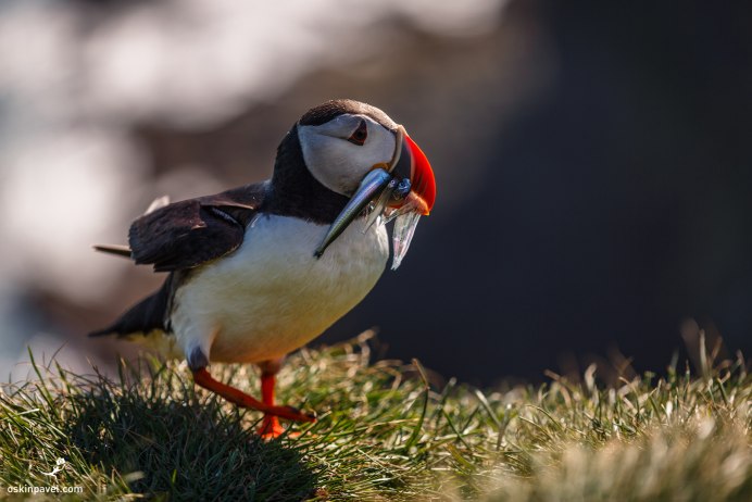 Птички с красным клювом амадины