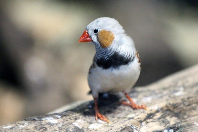 Птичка амадин