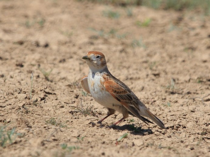 Alauda leucoptera