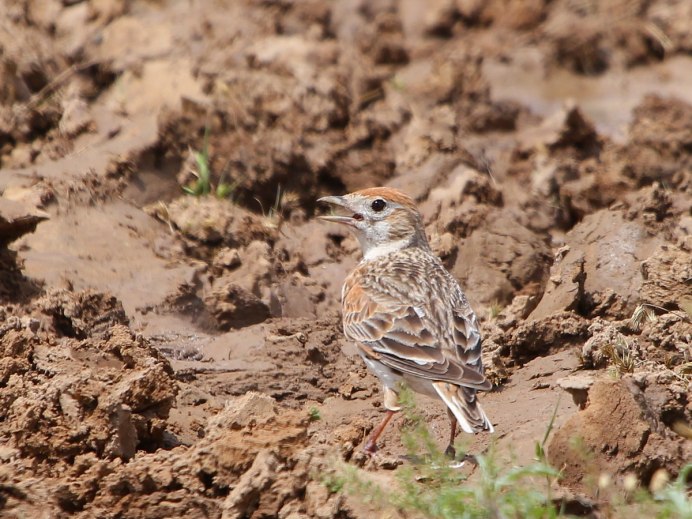 Melanocorypha bimaculata