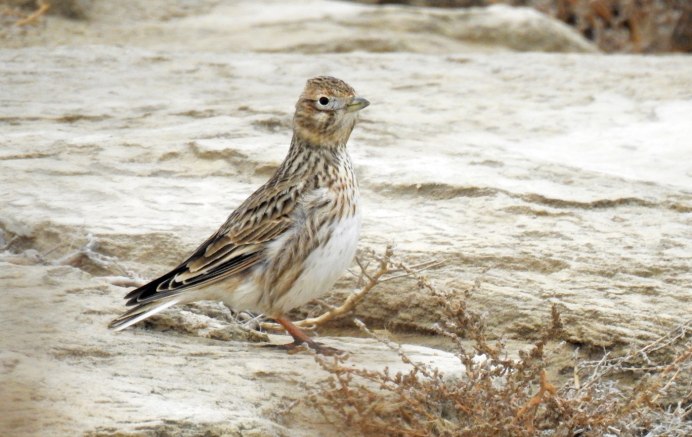 Melanocorypha bimaculata