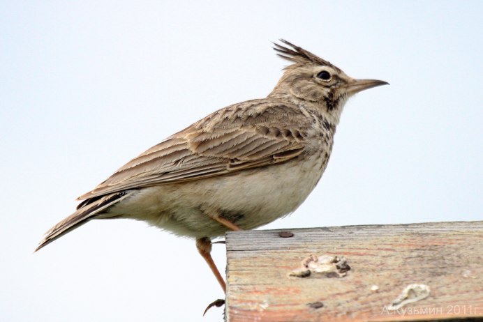 Calandrella brachydactyla