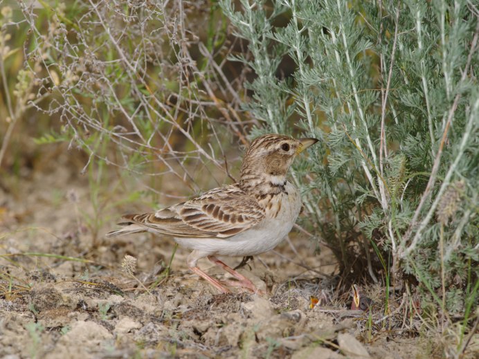 Серый Жаворонок Calandrella rufescens (Vieillot, 1820)
