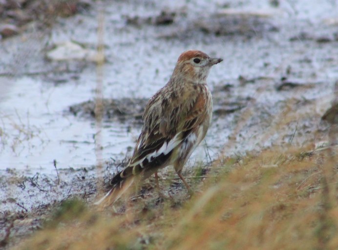 305. Серый Жаворонок (Calandrella rufescens)