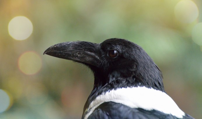 Magpie Поповых