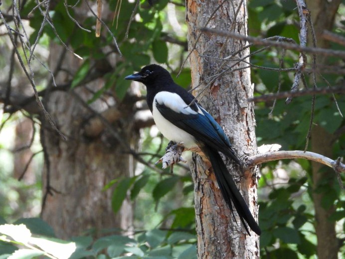 Серая ворона – Corvus cornix