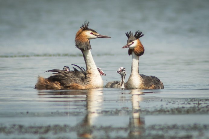 Чомга птенец