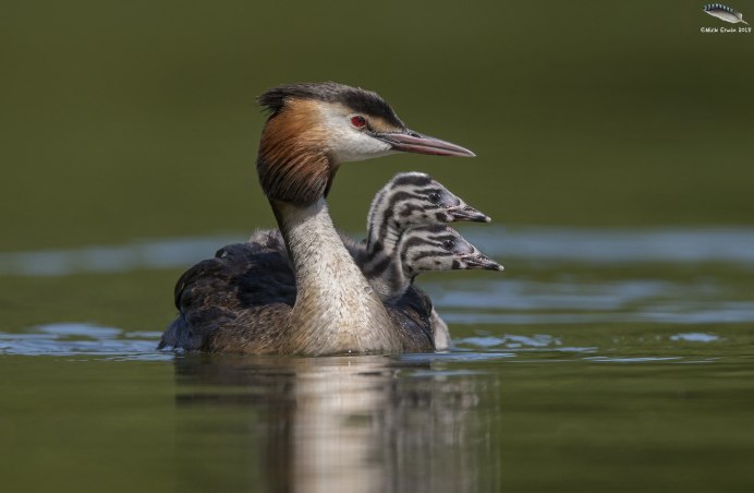 Черношейная поганка