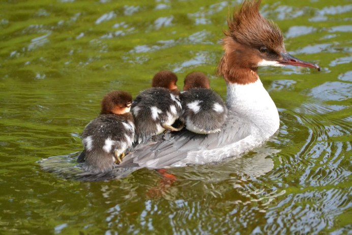 Поганка птица ноги