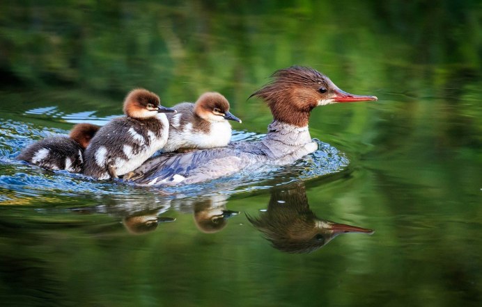 Чомга птица