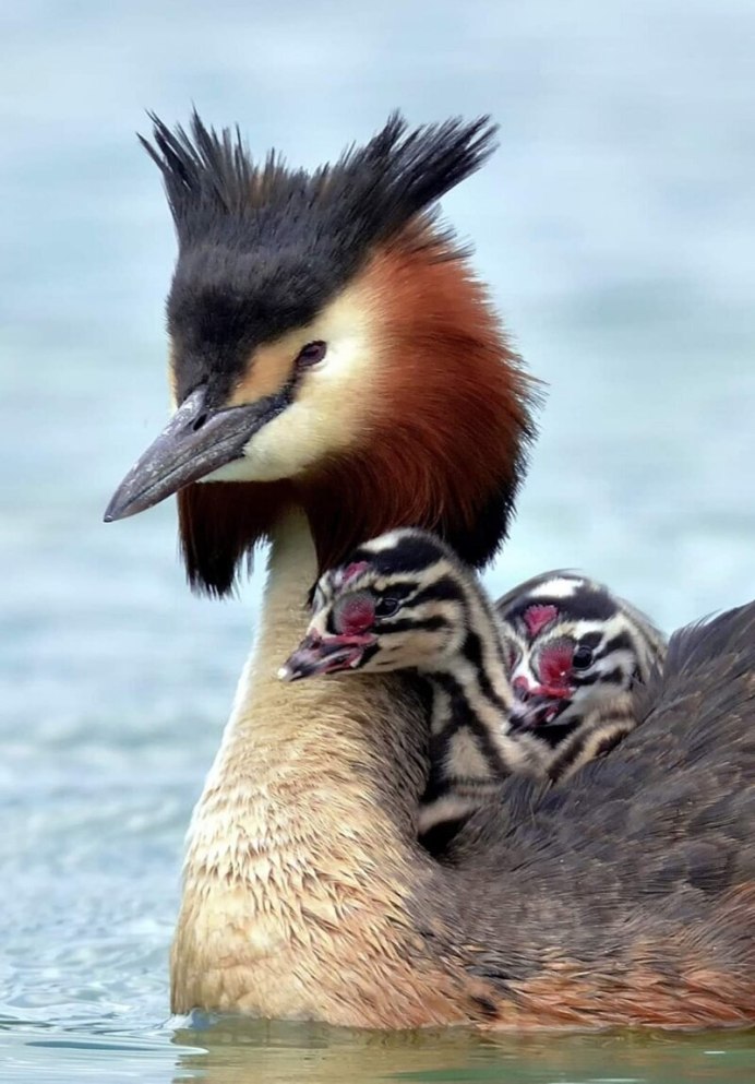 Охота людей на животных фото