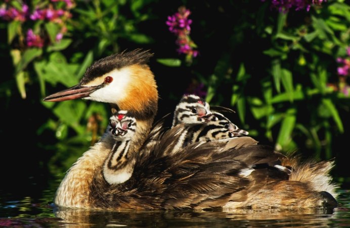 Чомга кормят птенцов