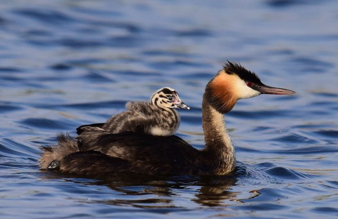 Чомга птица птенцы