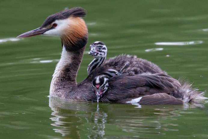 Чомга птенец