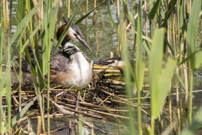 Чомга птица гнездо