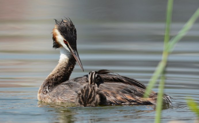 Утка поганка чомга