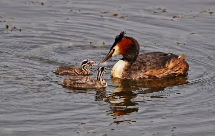 Гнездо чомги