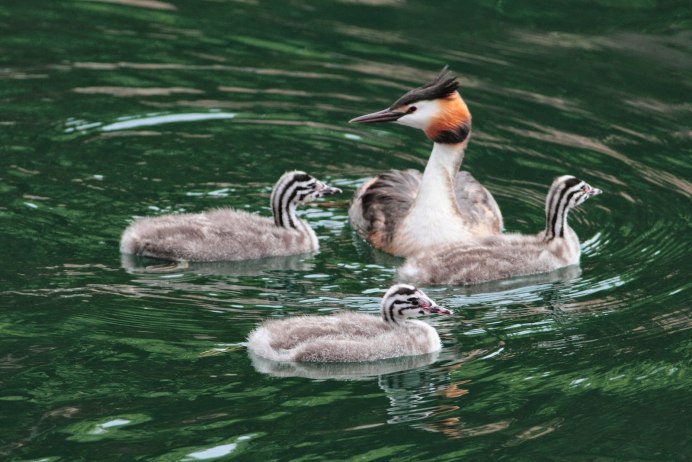 Птичка чомга птенец