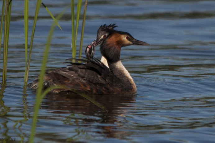 Озерная поганка