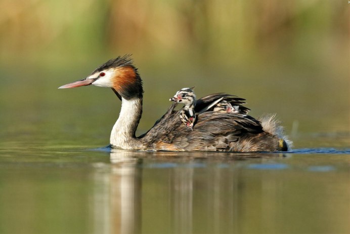 Чомга птица птенцы