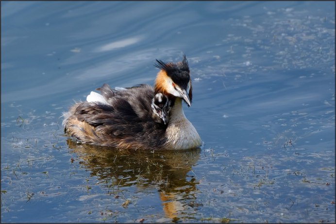Чомга птица самка