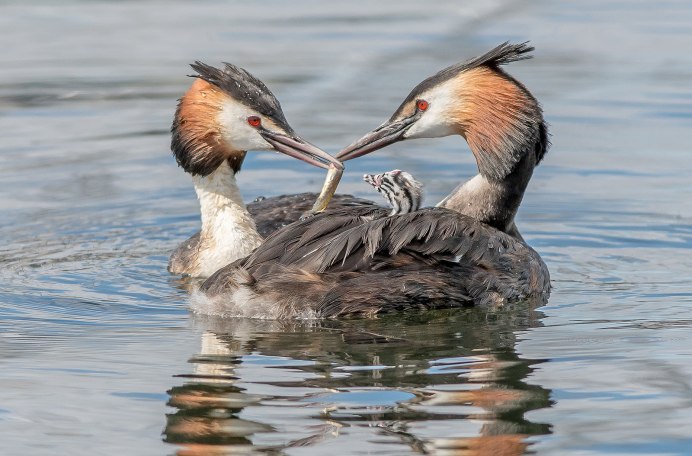 Большая поганка чомга гифка