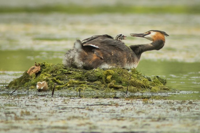 Утка чомга кормит птенцов