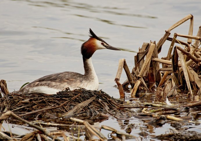 Поганка Серощекая в полете
