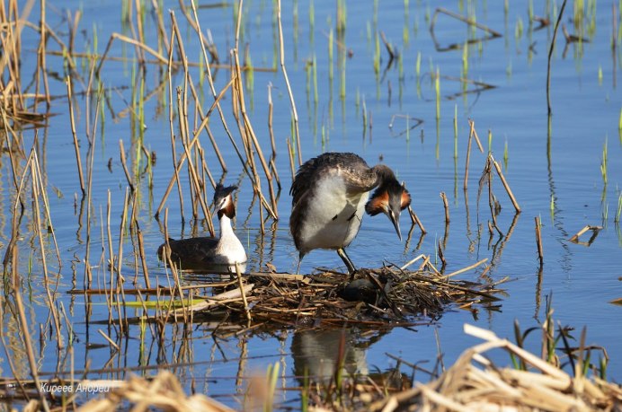 Утка Черношейная поганка